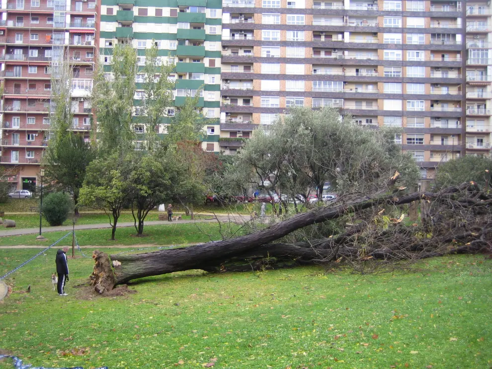 La acacia singular del Parque Bruil que cayó derribada por el viento en 2014.
