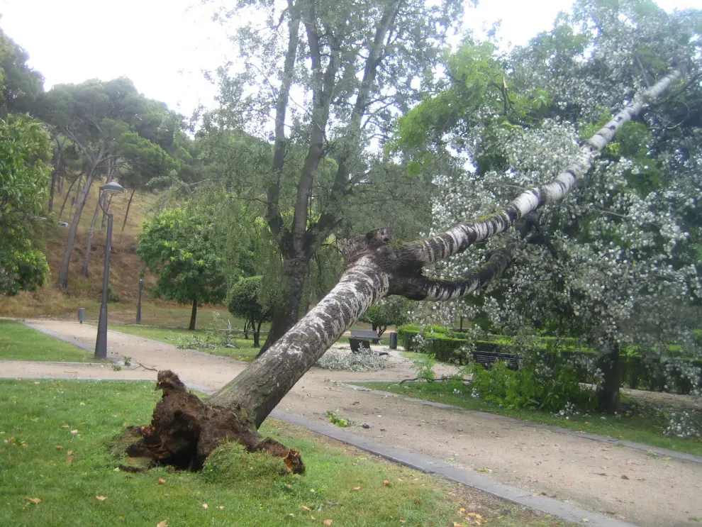 Un álamo del Parque Grande tumbado por una tormenta de 2018.