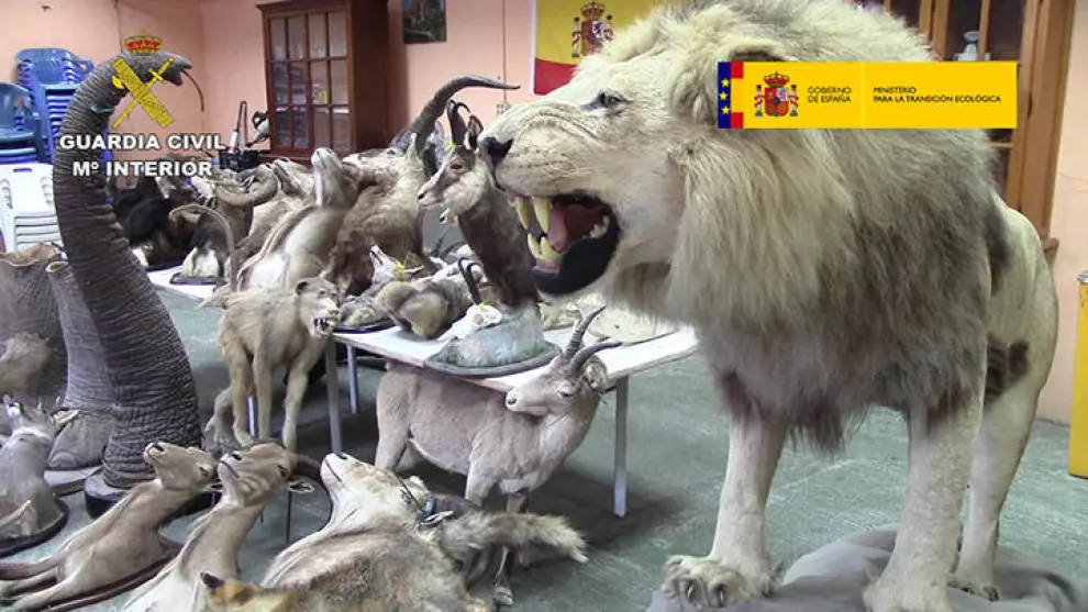 La Guardia Civil interviene más de 200 piezas disecadas de elefantes, leones y jirafas en Alicante