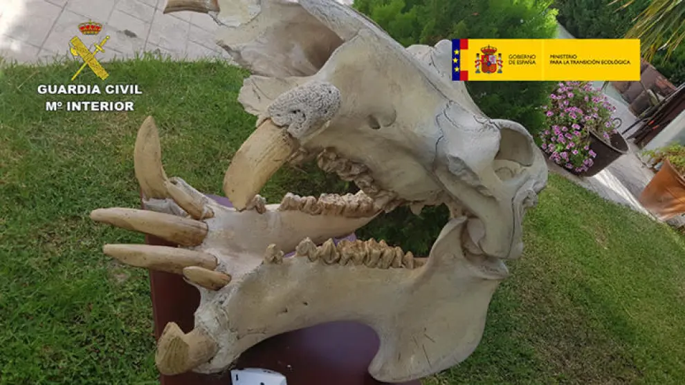 La Guardia Civil interviene más de 200 piezas disecadas de elefantes, leones y jirafas en Alicante