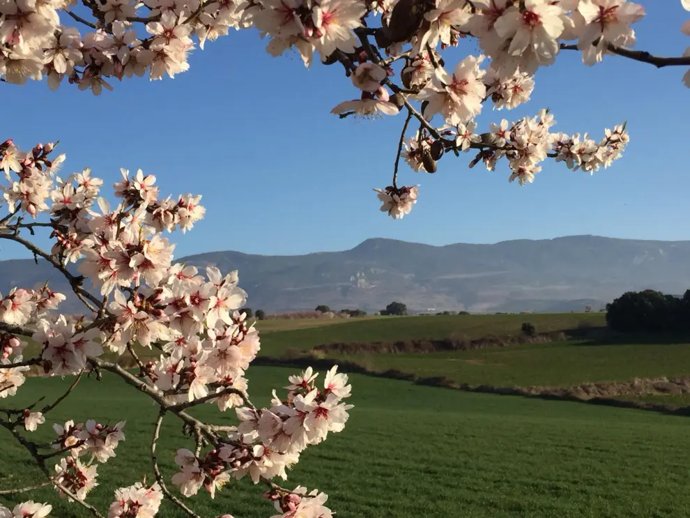 Andada popular para ver la floración del almendro en Ayerbe