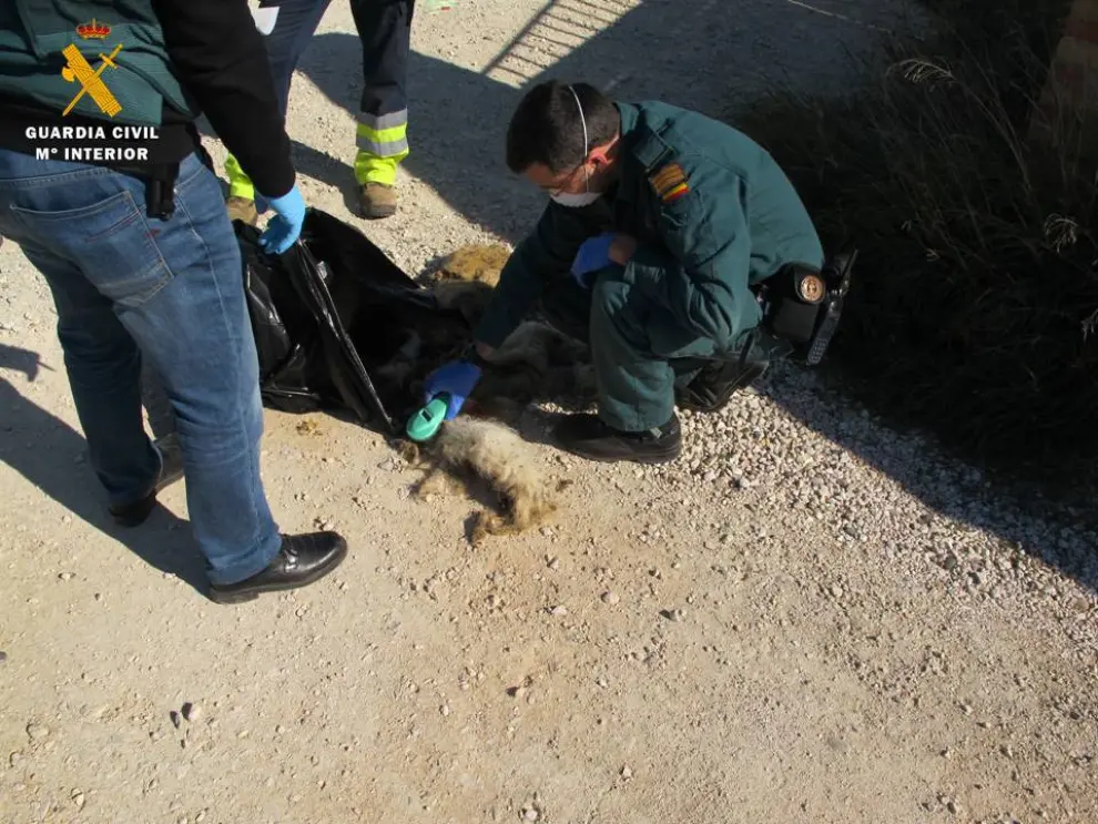 Hallan 5 perros muertos y 7 en pésimo estado en un criadero ilegal, en El Burgo de Ebro