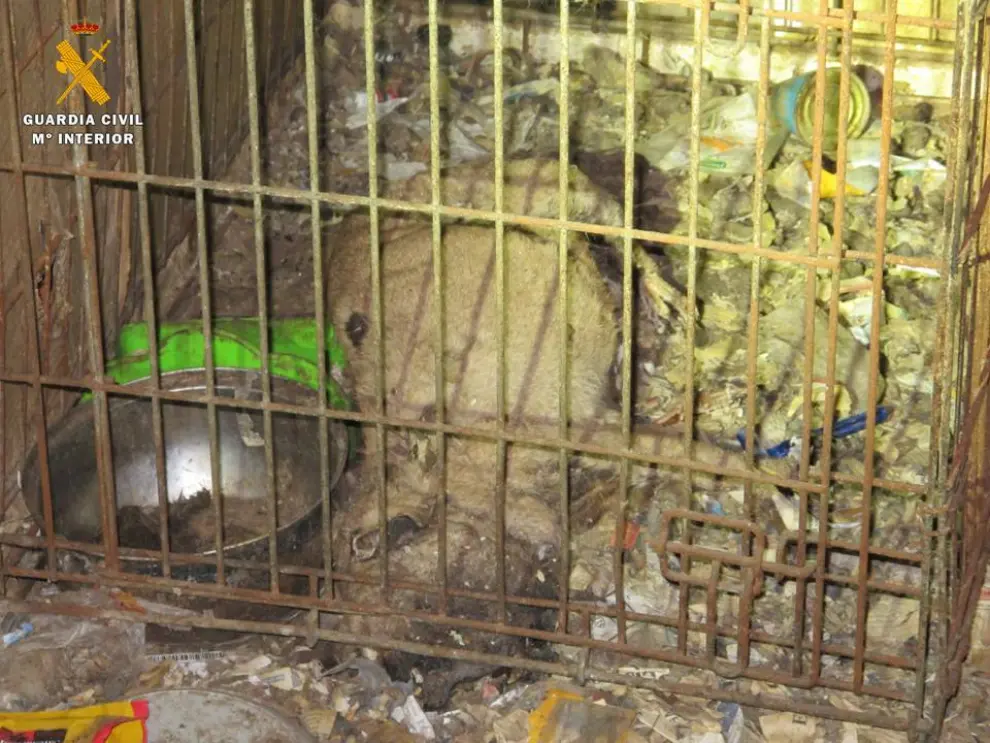 Hallan 5 perros muertos y 7 en pésimo estado en un criadero ilegal, en El Burgo de Ebro