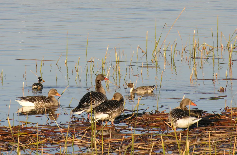 El mes de marzo es uno de los mejores para observar aves en la laguna de Sariñena.