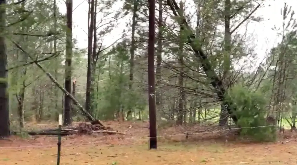 Fallen trees seen following a tornado in Beauregard, Alabama, U.S. in this March 3, 2019 still image obtained from social media video. SCOTT FILLMER /via REUTERS ATTENTION EDITORS - THIS IMAGE HAS BEEN SUPPLIED BY A THIRD PARTY. MANDATORY CREDIT. NO RESALES. NO ARCHIVES. MUST CREDIT SCOTT FILLMER. TV MUST ON SCREEN COURTESY SCOTT FILLMER. [[[REUTERS VOCENTO]]]