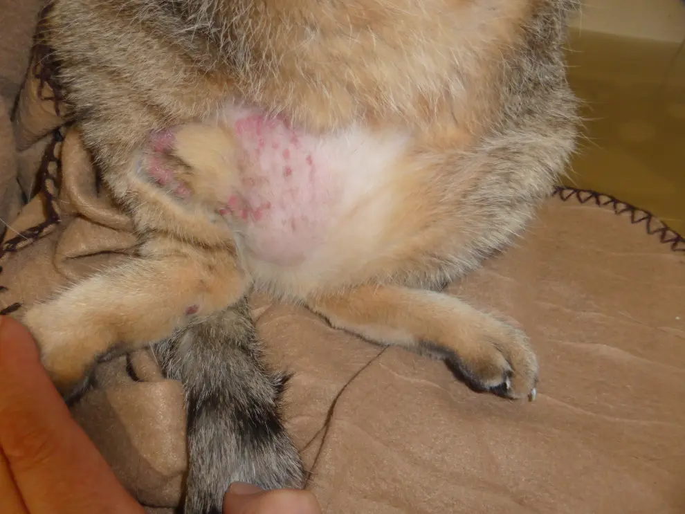 Gato con placas de una dermatitis alérgica en zona inguinal.