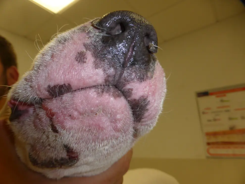 Inflamacion de los belfos en un perro con dermatitis alérgica.