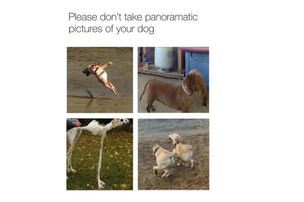 Por favor, no le hagan fotos panorámicas a su perro.