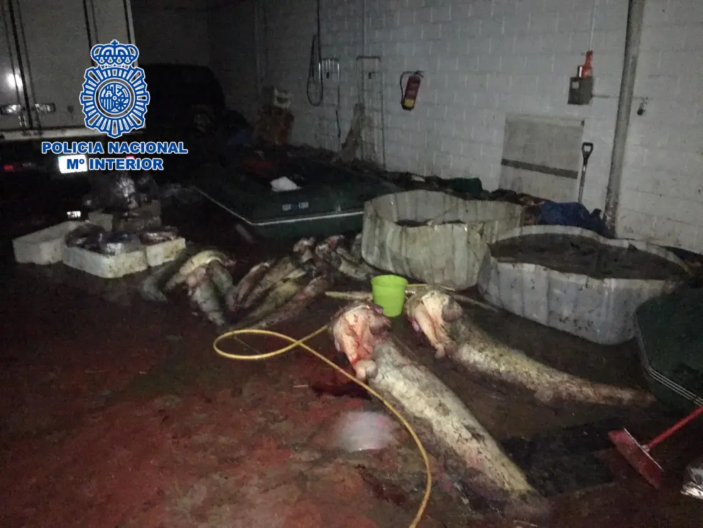 Registro del almacén de carpas y siluros pescados de manera ilegal en Zaragoza.