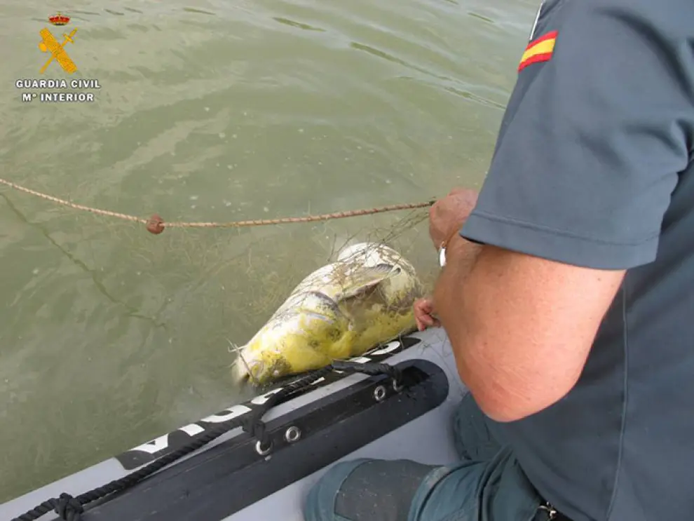 La Guardia Civil muestra el modus operandi de la pesca ilegal.