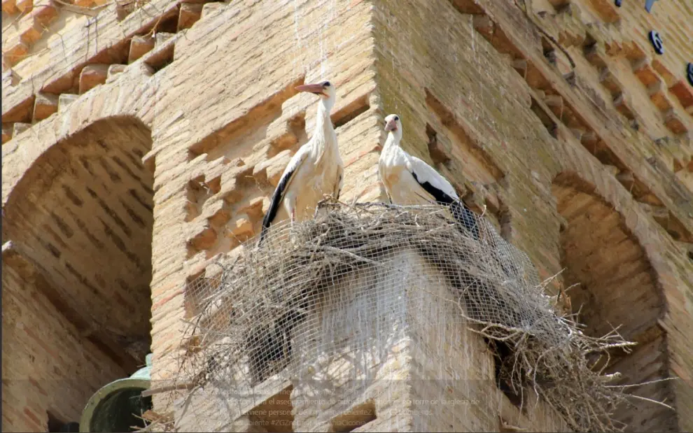 Trabajos para asegurar los nidos de cigüeñas en la iglesia de Peñaflor.
