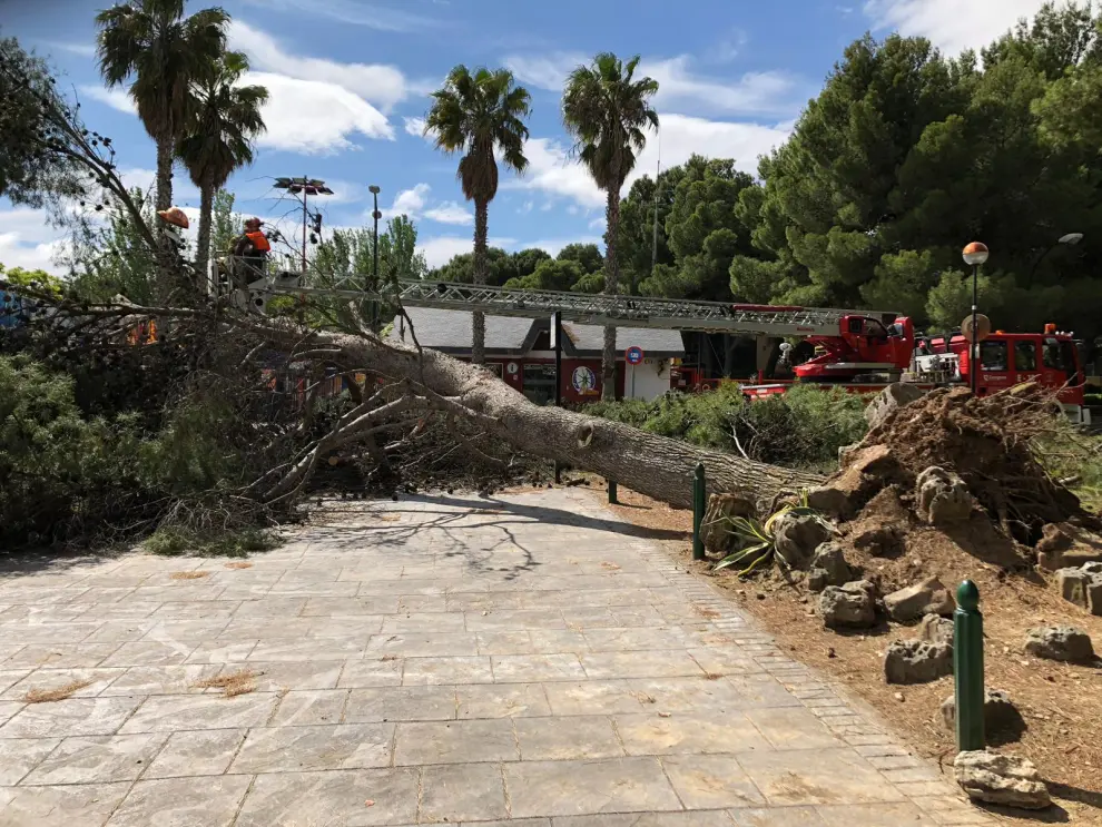 Retiran un árbol caído en el Parque de Atracciones de Zaragoza.