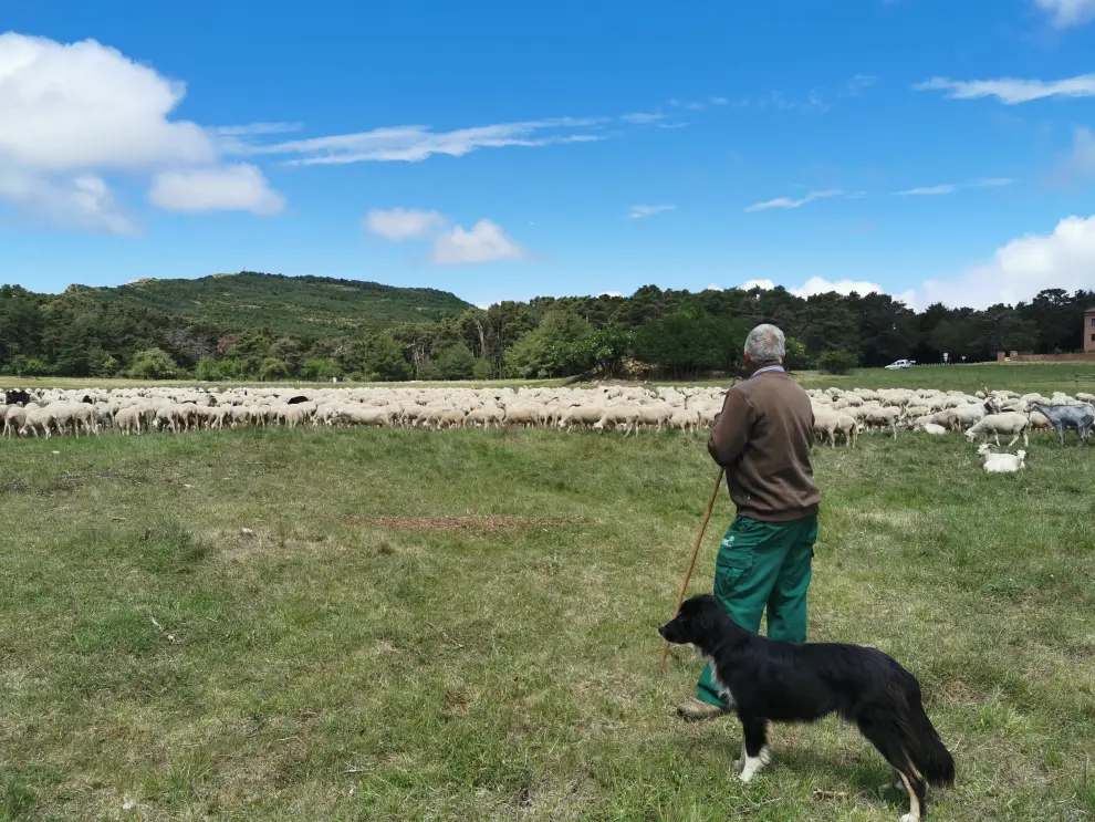 Antonio Casajús recorre estos días unos 180 kilómetros desde Lanaja y Monte Susín hasta Hecho con un rebaño de 2.000 ovejas.