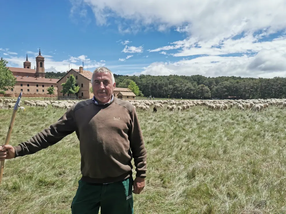 Antonio Casajús recorre estos días unos 180 kilómetros desde Lanaja y Monte Susín hasta Hecho con un rebaño de 2.000 ovejas.