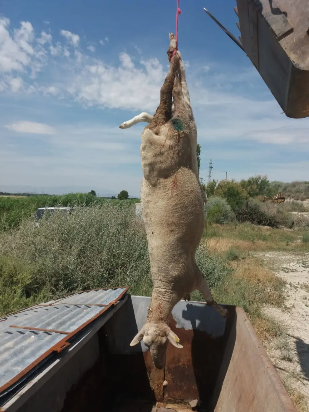 Un vecino de Tauste denuncia que un ataque de buitres mata a 25 ovejas
