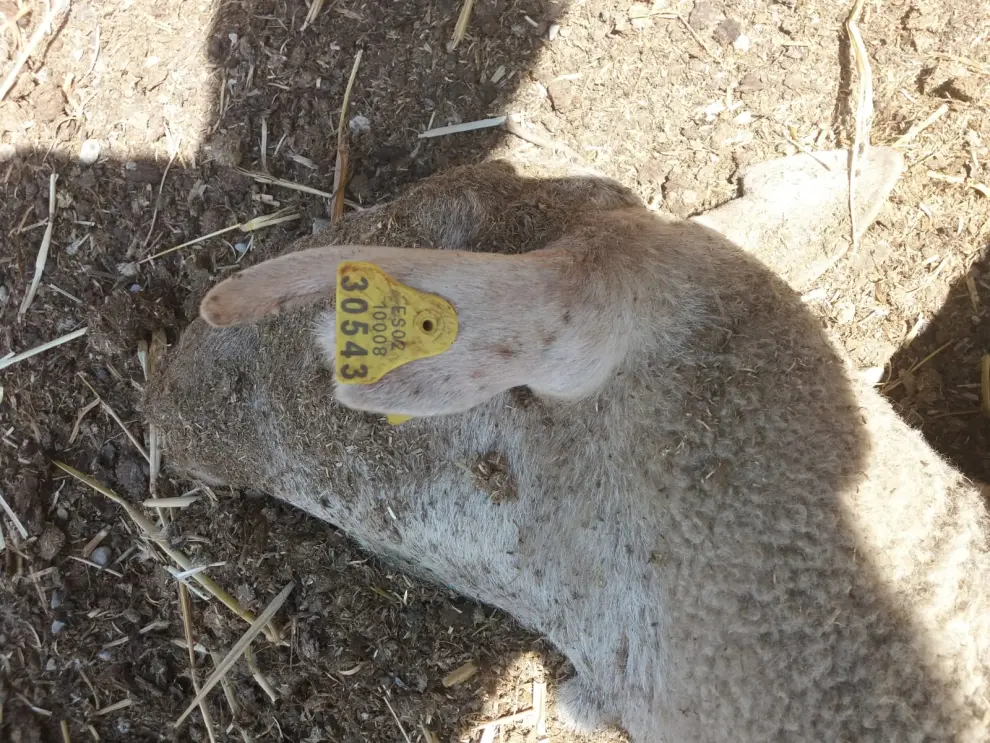 Un vecino de Tauste denuncia que un ataque de buitres mata a 25 ovejas