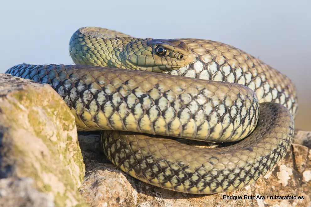 Las serpientes más habituales de Aragón