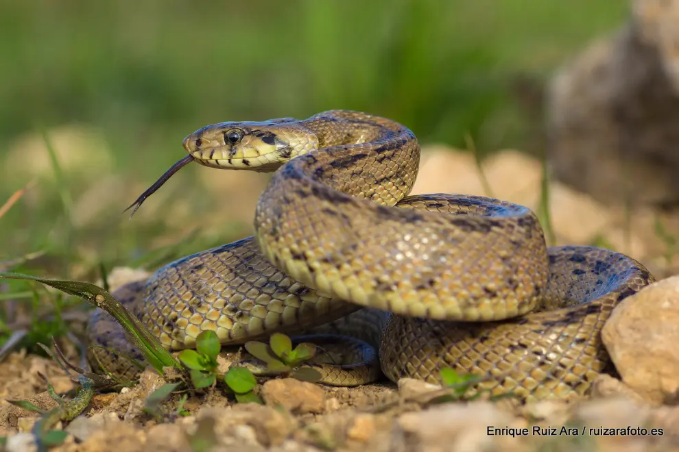 Las serpientes más habituales de Aragón