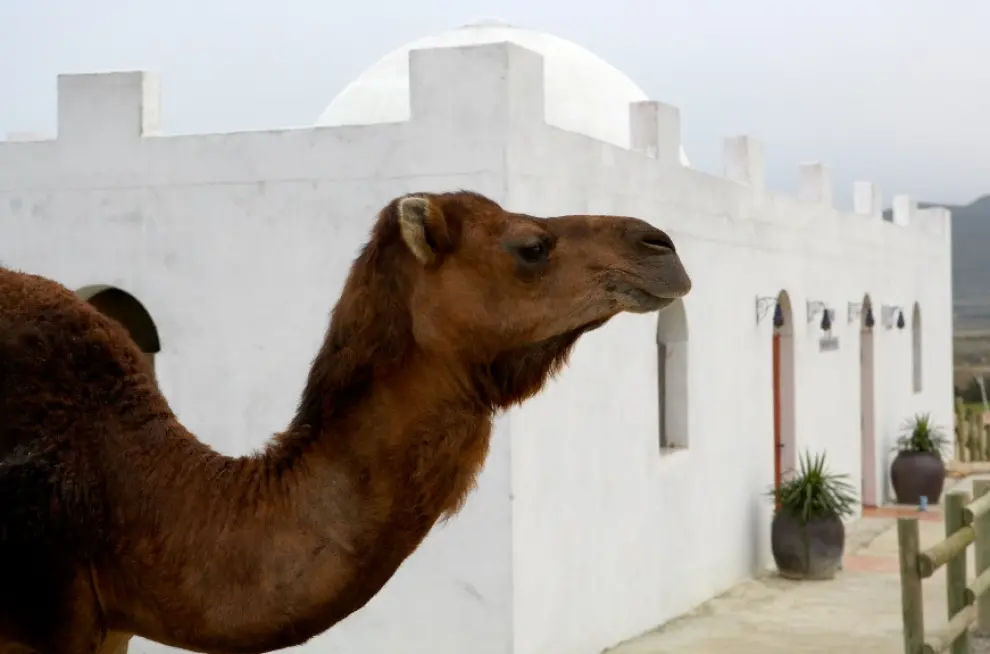 Albergue árabe ‘La Porrompompera' y un camello