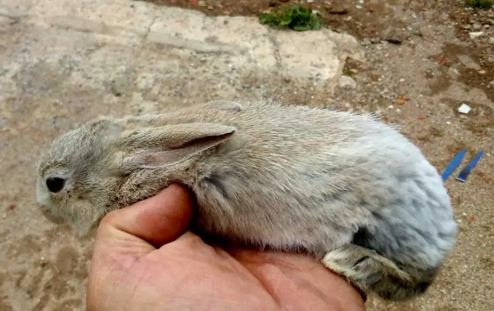 Este año este conejo leucino fue capturado en el municipio zaragozano de Magallón. Como puede verse en la imagen, el leucinismo puede afectar a solo una parte del animal, mientras el resto presenta la coloración habitual en la especie.