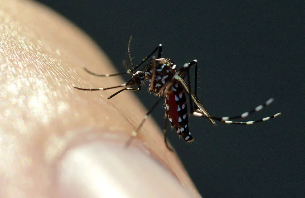 El mosquito tigre ('Aedes albopictus') es una especie invasora procedente de Asia que cada vez se extiende más por España y ya ha sido detectado en al menos 20 municipios aragoneses. Su picadura es muy dolorosa y además transmite enfermedades como el dengue o la fiebre chikungunya.