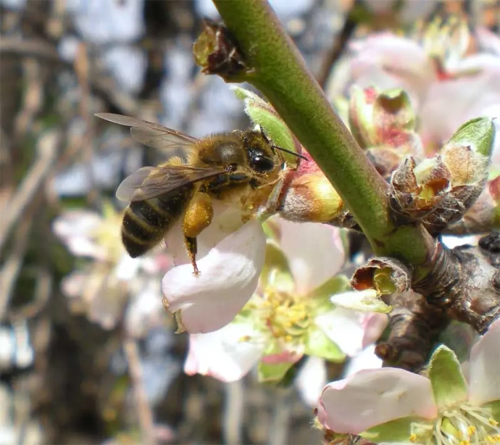 La abeja de la miel ('Apis mellifera') posee un aguijón que cuando pica se desprende de su cuerpo causándole la muerte y quedando fijado a la piel de la 'víctima'.