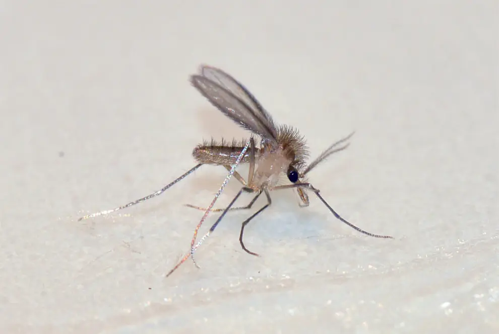Los flebotomos y los jejenes miden solo 2 o 3 milímetros y no son tan abundantes como los mosquitos o las moscas negras, pero también pican al hombre. Además, los flebotomos transmiten la leishmaniasis.