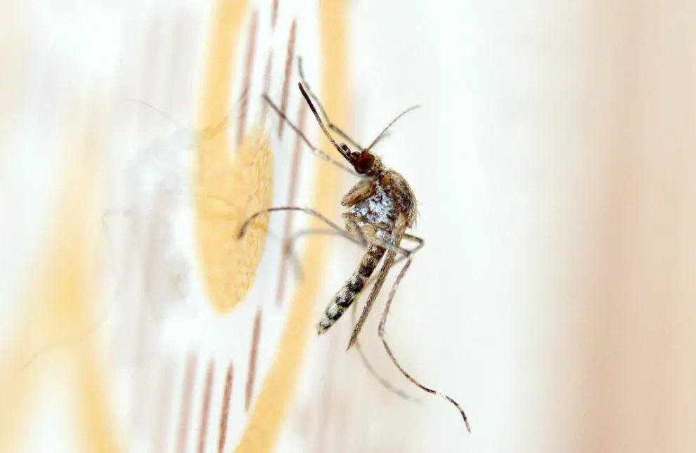 En España viven en torno a 70 especies distintas de mosquitos, pero la gran mayoría solo viven en el campo. El 'Aedes caspius' es uno de los que también habita (y pica) en entornos urbanos.