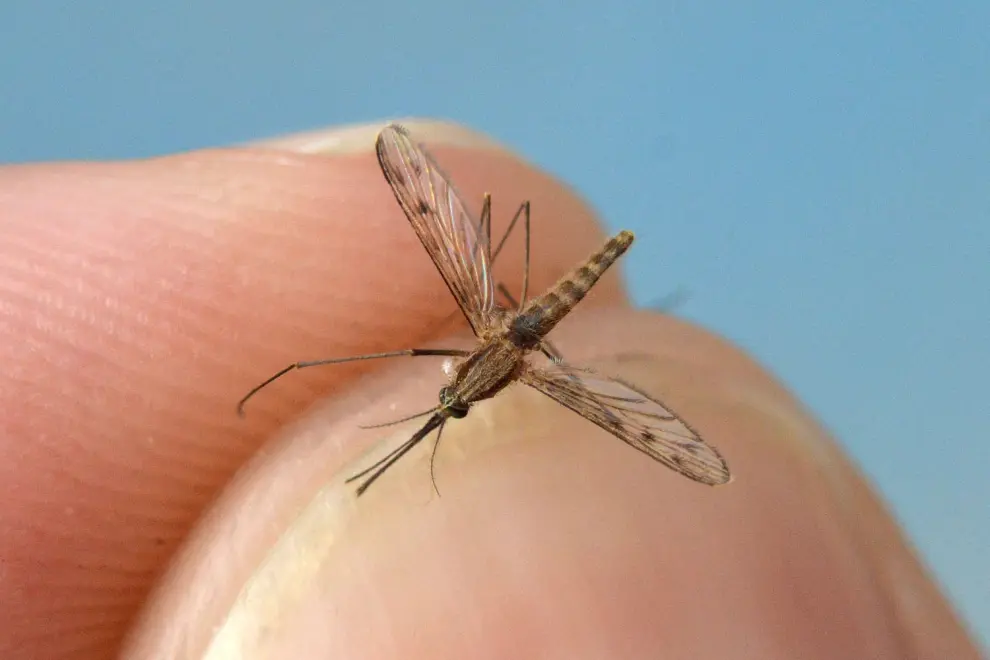 Al igual que el anterior, el mosquito 'Anopheles atroparvus' habita tanto en el medio rural como en el urbano, por lo que es otra de las especies que más pica a los humanos.