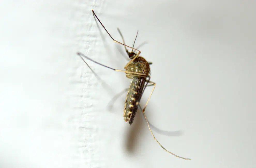 El 'Culex pipiens' es otra de las especies de mosquitos más molesta para el hombre, ya que puede vivir tanto en el medio natural como en la ciudad.