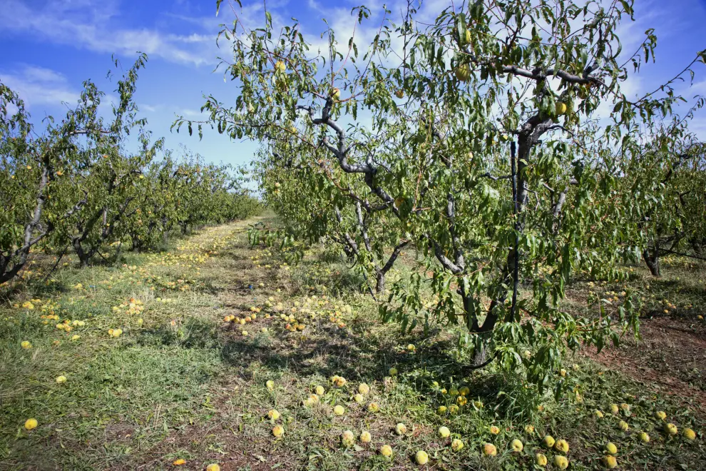 Solo en la localidad del Manubles se han visto afectadas cerca de 1.200 hectáreas de frutal y en la segunda también de secano.
