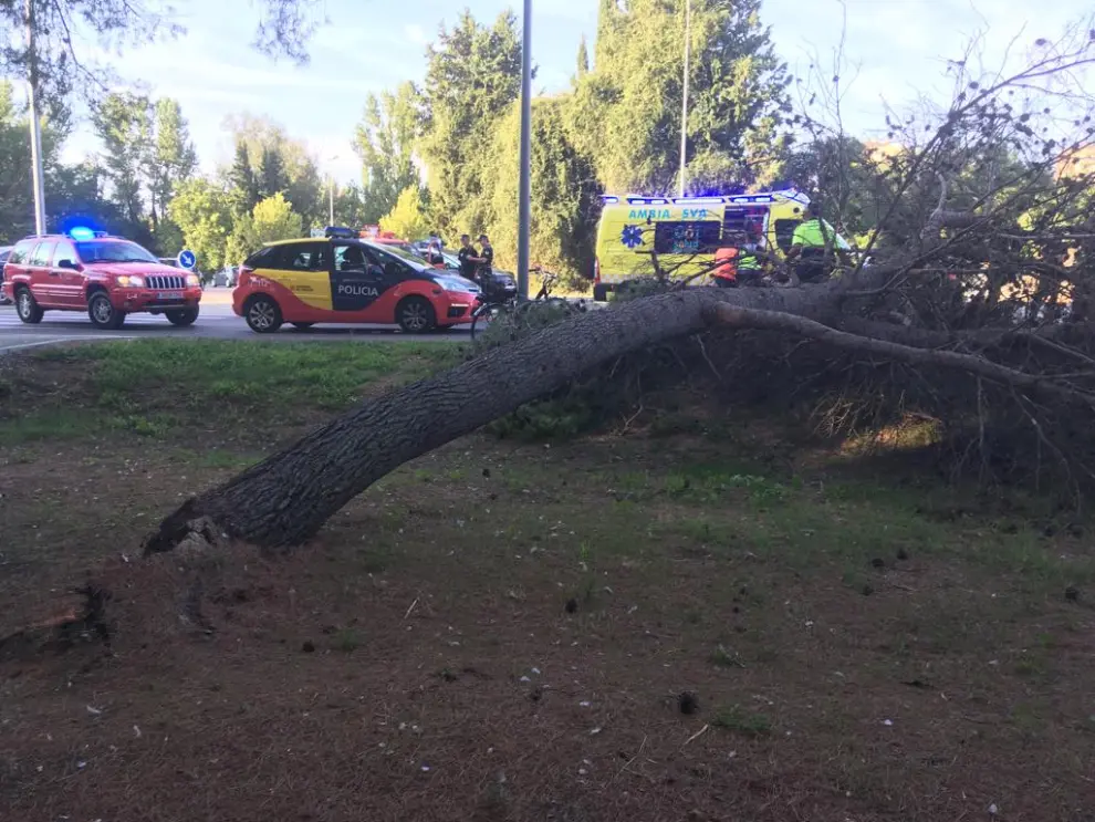 Imágenes del rescate del ciclista atrapado bajo un árbol.