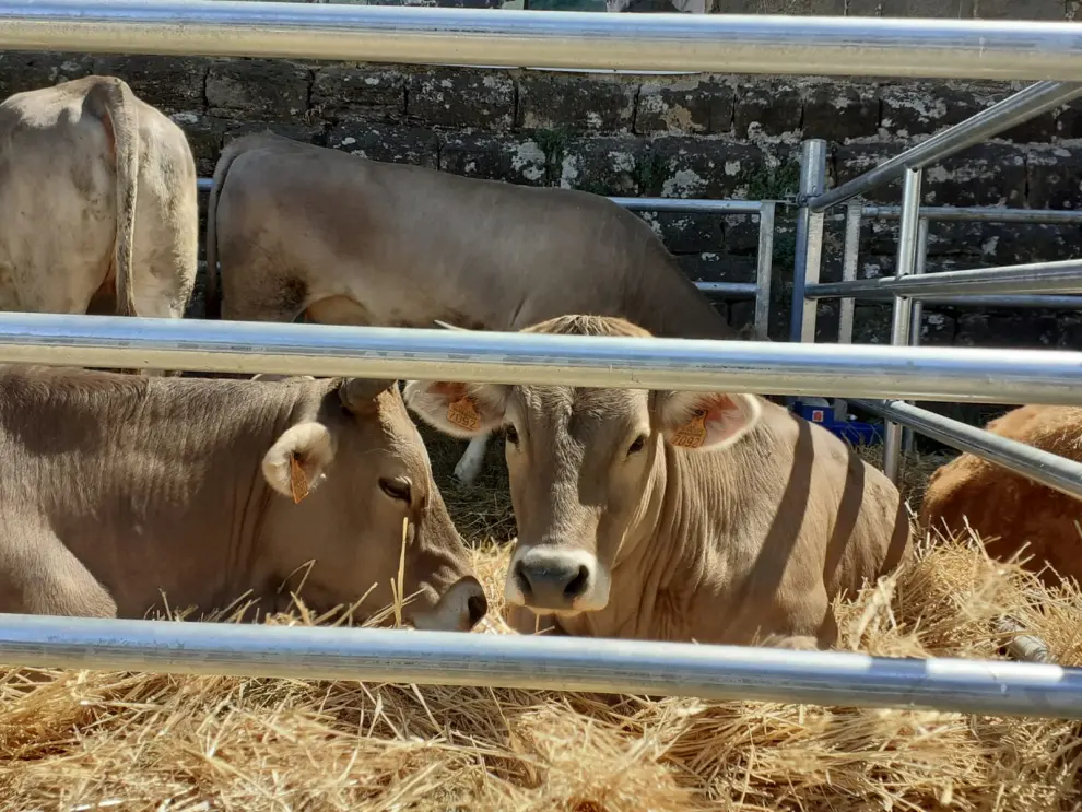La Expoferia de Aínsa está dedicada a la ganadería y la agricultura.