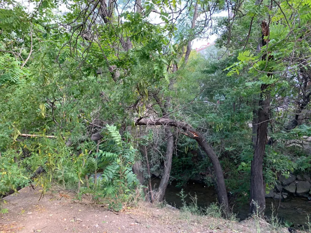 El cierzo rompe ramas en árboles de la ribera del Huerva a la altura de la calle Asalto.