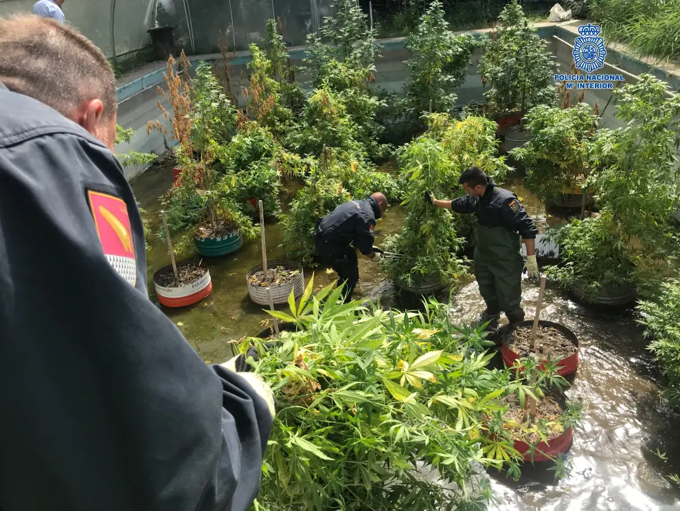 Detenidos un padre y su hijo por un cultivo de marihuana en las Cinco Villas