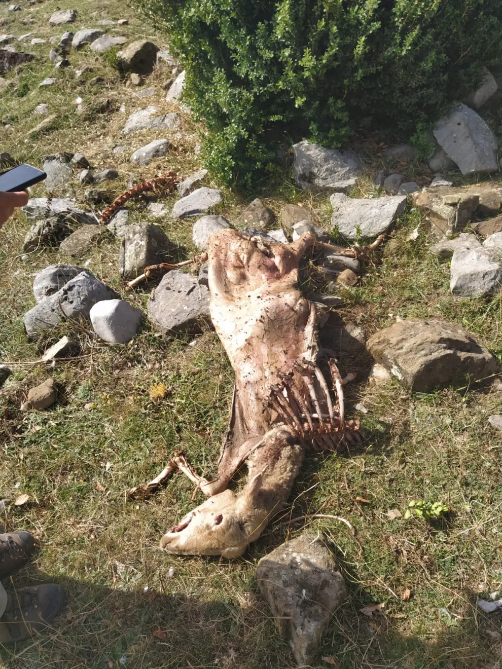 El oso ha dejado al menos 9 ovejas muertas y una cabra desaparecida.