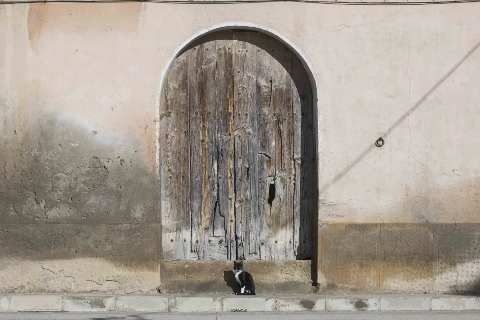 Gato callejero ante una gran puerta en Salillas