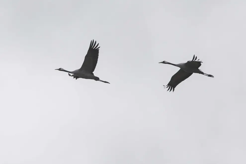 Dos grullas vuelan en perfecta armonía sobre la laguna de Gallocanta