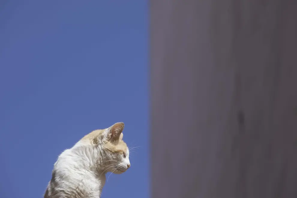 Un gato se asoma curioso entre los tejados de Galve