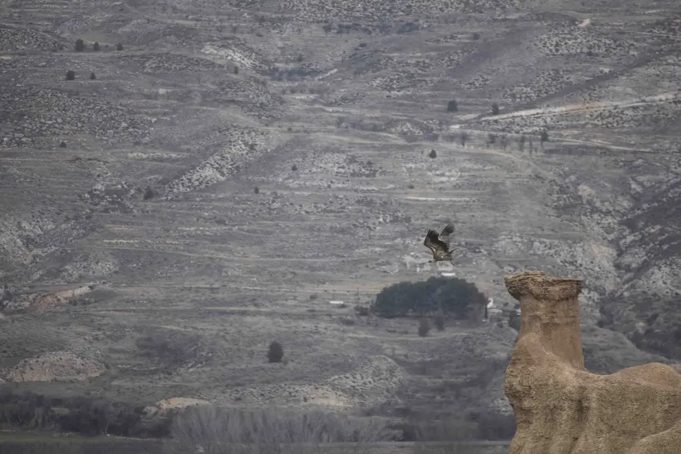 Un buitre levanta el vuelo desde la cabeza del 'camello', la figura más famosa de las Cárcavas de Morata de Jiloca