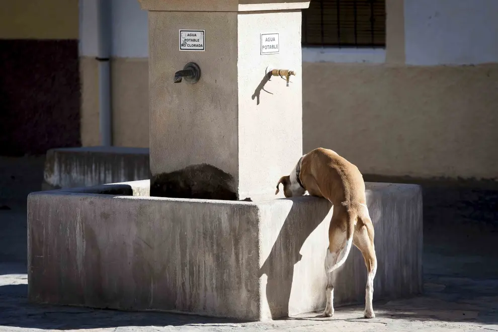 Un perro se refresca en la fuente de la plaza de Singra