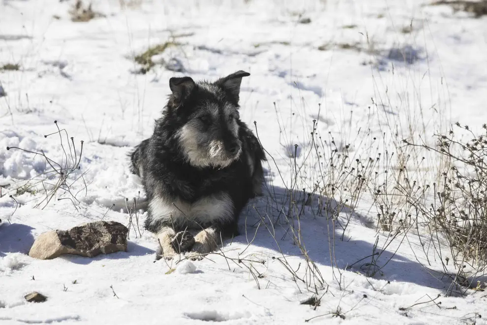Un perro pastor reposa sobre la nieve en Bádenas