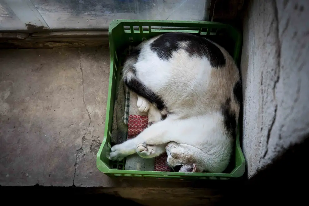 Un gato descansa al calor de la chimenea en Casbas