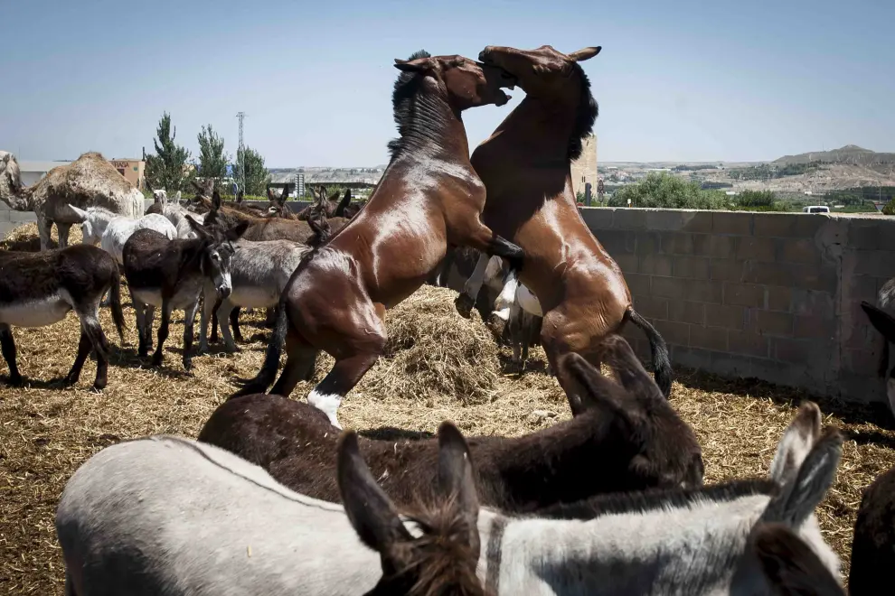 Los caballos de Tolubio regalan una pose casi pictórica a sus visitantes en Fraga