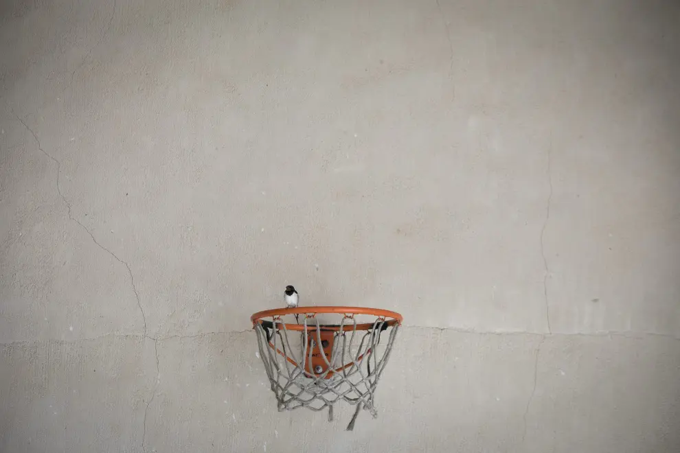 Una golondrina se posa sobre el aro de baloncesto situado en la lonja municipal de La Zoma