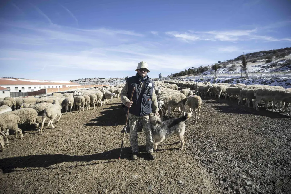 José Ramón San Miguel vigila el rebaño de ovejas de su familia, en Bádenas