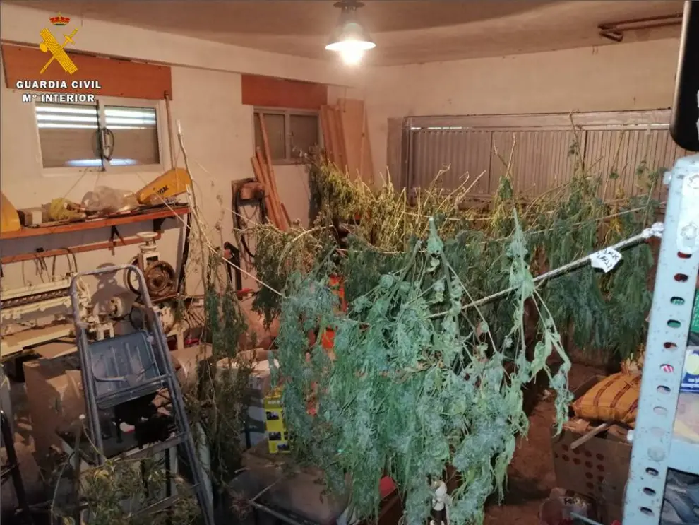 Detenido por cultivar marihuana en su domicilio de Pinseque.