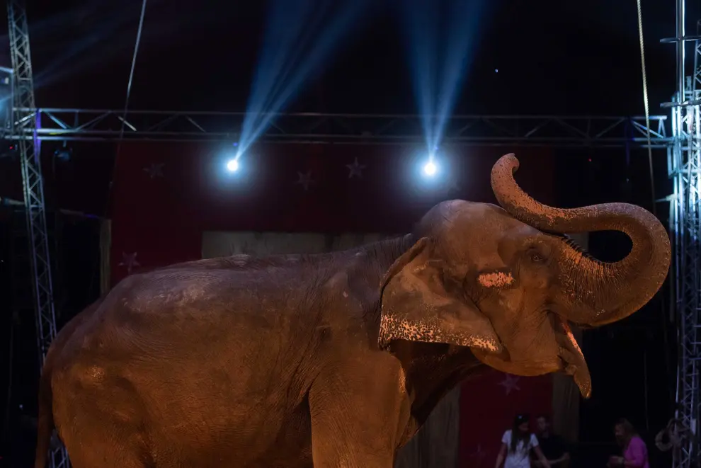 Imágenes de Zoorprendente, el Circo de los Animales, en las Fiestas del Pilar 2019 de Zaragoza