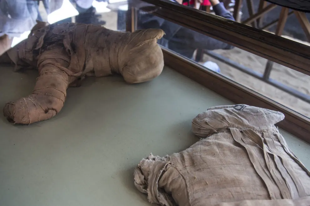 Cairo (Egypt), 23/11/2019.- Statues are displayed after they were excavated in Saqqara, south of Cairo, Egypt, 23 November 2019. According to Egyptian Ministry of Antiquities, archaeologists found the remains of mummified cats including one large animal that is believed to be a lion or lioness at Saqqara Necropolis. The archaeological team also found a number of mummified animal and birds and dozens of statues in different sizes and shapes. (Egipto) EFE/EPA/MOHAMED HOSSAM New archeological discovery in Saqqara, Egypt