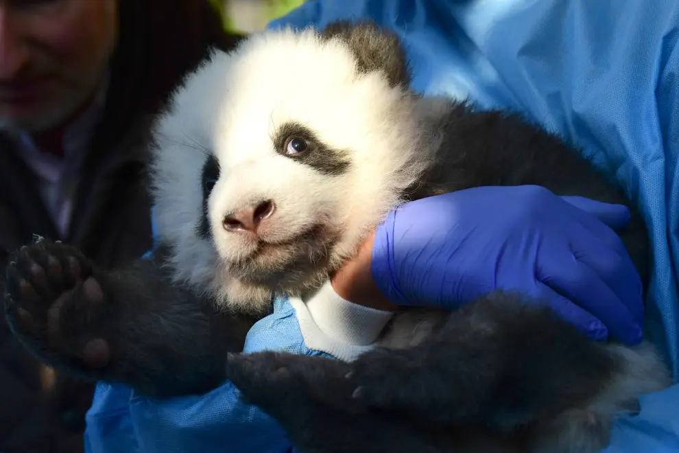Berlin (Germany), 09/12/2019.- Two recently born twin panda cubs lie next to each other during their official presentation at the Berlin Zoo in Berlin, Germany, 09 December 2019. Giant Panda Meng Meng gave birth to the two baby pandas on 31 August 2019, to father Jiao Qing. Meng Meng and Jiao Qing are on loan from China for 15 years.15 years. (Alemania) EFE/EPA/CLEMENS BILAN Berlin Zoo presents twin panda cubs